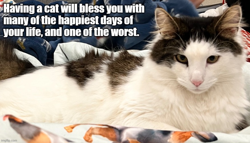 Happiest days of your life | Having a cat will bless you with
many of the happiest days of
your life, and one of the worst. | image tagged in very cute cat | made w/ Imgflip meme maker