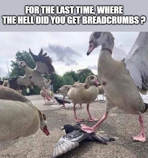 breadcrumbs | FOR THE LAST TIME, WHERE THE HELL DID YOU GET BREADCRUMBS ? | image tagged in memes | made w/ Imgflip meme maker