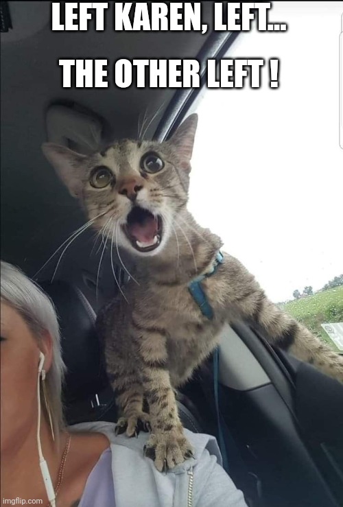 Scared cat | LEFT KAREN, LEFT... THE OTHER LEFT ! | image tagged in scared cat | made w/ Imgflip meme maker