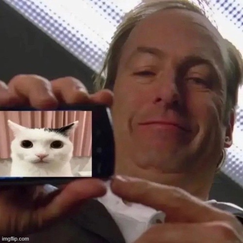 msmg is cooked, but look at this cat! | made w/ Imgflip meme maker