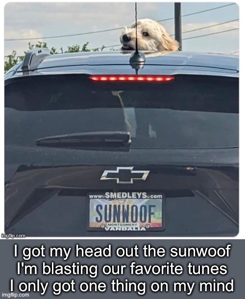 Sunwoof | image tagged in sunroof,dog,woof | made w/ Imgflip meme maker