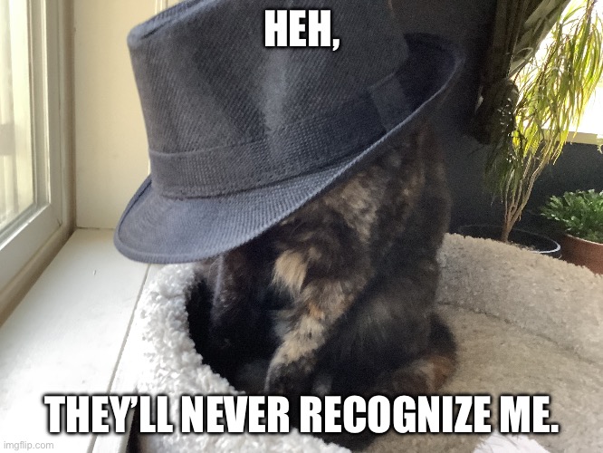 Mysterious Kitteh | HEH, THEY’LL NEVER RECOGNIZE ME. | image tagged in mysterious kitteh | made w/ Imgflip meme maker