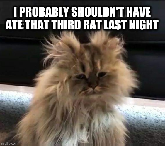 I PROBABLY SHOULDN'T HAVE ATE THAT THIRD RAT LAST NIGHT | image tagged in cat,rats,too much,you were so drunk last night | made w/ Imgflip meme maker