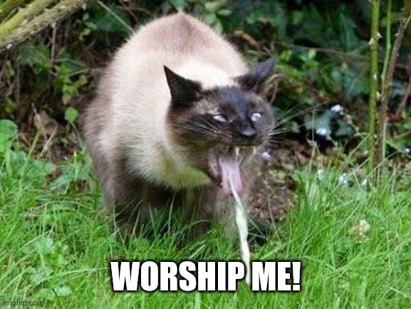 Cat Barfing | WORSHIP ME! | image tagged in cat barfing,worship,worship the lord,cats | made w/ Imgflip meme maker