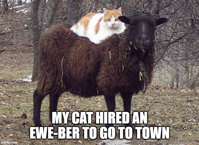 memes by Brad My cat hired an ewe-ber to go to town | MY CAT HIRED AN EWE-BER TO GO TO TOWN | image tagged in cats,funny,kitten,funny cat memes,cute kitten,humor | made w/ Imgflip meme maker
