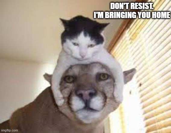 memes by Brad My cat brought home a mountain lion - humor | DON'T RESIST. I'M BRINGING YOU HOME | image tagged in cats,funny,kittens,funny cat memes,cute kitten,humor | made w/ Imgflip meme maker