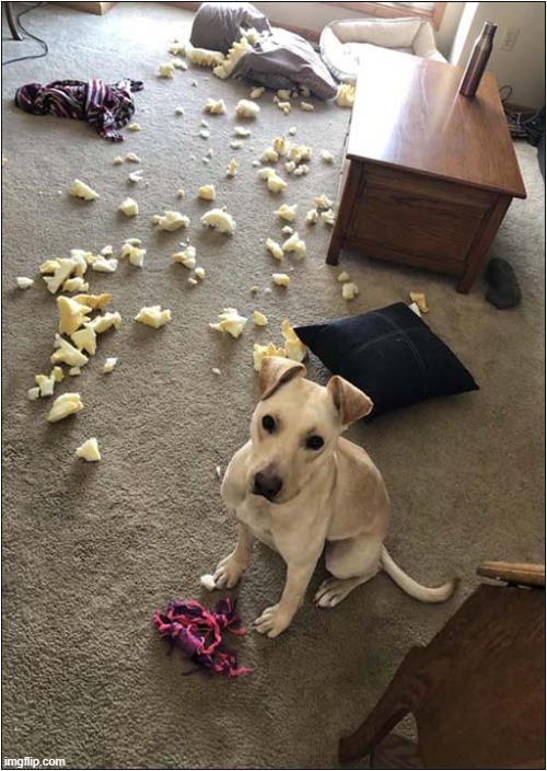 He Didn't Like The New Bed ! | image tagged in dogs,bed,destruction | made w/ Imgflip meme maker