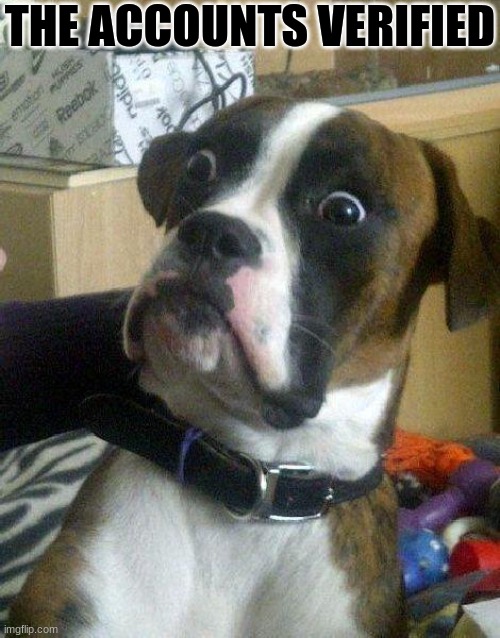 Surprised Dog | THE ACCOUNTS VERIFIED | image tagged in surprised dog | made w/ Imgflip meme maker