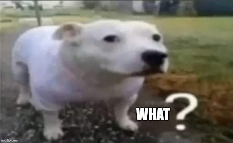 ? | WHAT | made w/ Imgflip meme maker