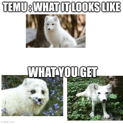 TEMU : WHAT IT LOOKS LIKE; WHAT YOU GET | image tagged in temu | made w/ Imgflip meme maker