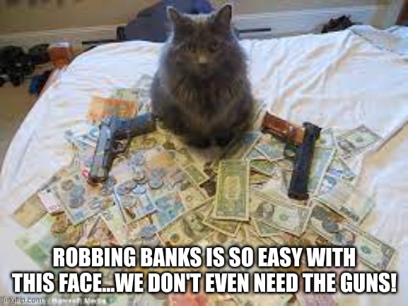 catsh | ROBBING BANKS IS SO EASY WITH THIS FACE...WE DON'T EVEN NEED THE GUNS! | image tagged in catsh | made w/ Imgflip meme maker