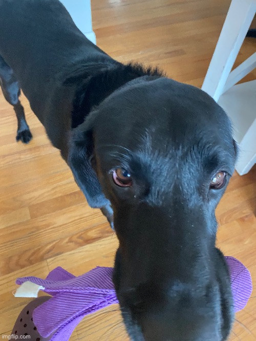 one of my dogs | made w/ Imgflip meme maker