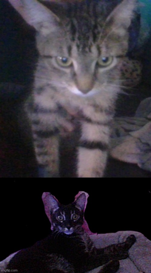 Both my cats :) | image tagged in jpspinosaurus's other cat,jpspinosaurus's cat | made w/ Imgflip meme maker