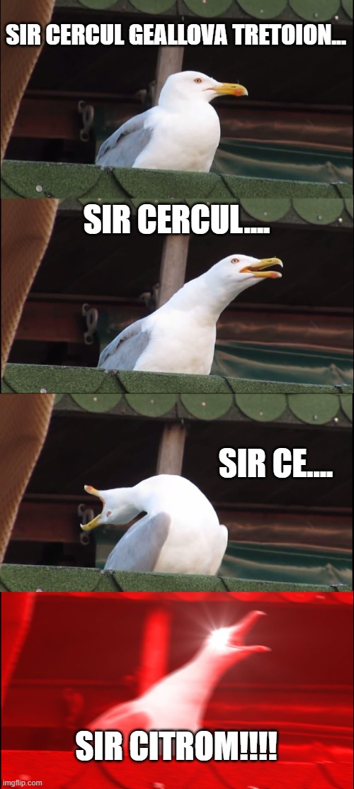 Inhaling Seagull Meme | SIR CERCUL GEALLOVA TRETOION... SIR CERCUL.... SIR CE.... SIR CITROM!!!! | image tagged in memes,inhaling seagull | made w/ Imgflip meme maker