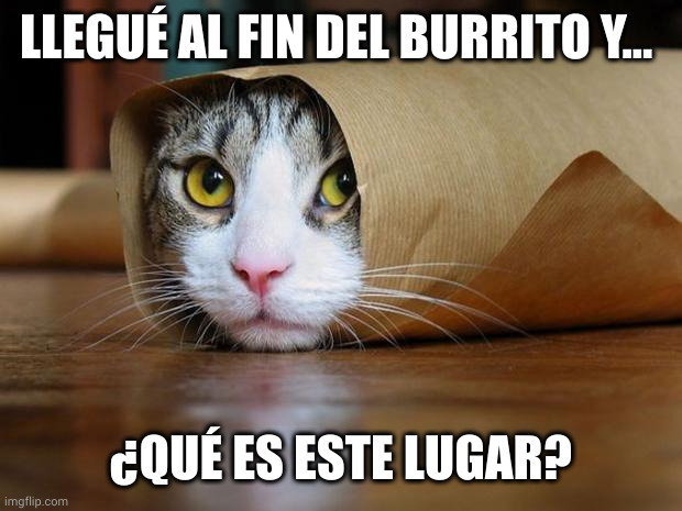 El fin del burrito | LLEGUÉ AL FIN DEL BURRITO Y... ¿QUÉ ES ESTE LUGAR? | image tagged in burrito cat,memes,spanish,alice in wonderland,gato,adonde estoy | made w/ Imgflip meme maker