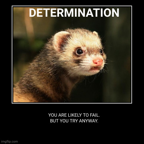 Fierce ferret | DETERMINATION | YOU ARE LIKELY TO FAIL.
BUT YOU TRY ANYWAY. | image tagged in funny,demotivationals,ferret,must try,do the impossible,ferret force | made w/ Imgflip demotivational maker