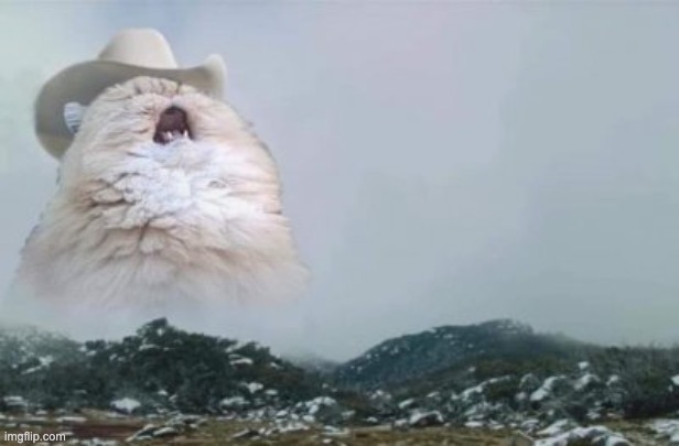 Mariachi Cat | image tagged in mariachi cat | made w/ Imgflip meme maker