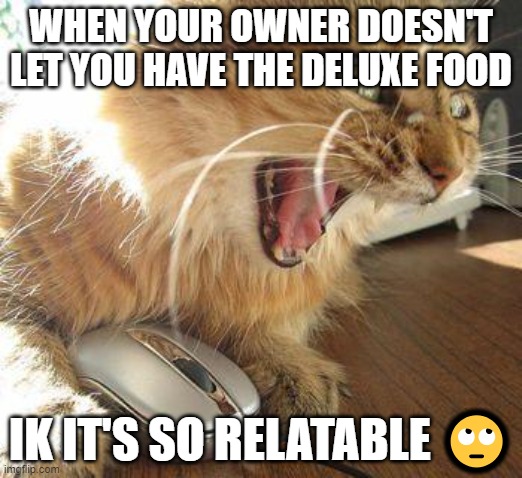 do u cats agree with this? | WHEN YOUR OWNER DOESN'T LET YOU HAVE THE DELUXE FOOD; IK IT'S SO RELATABLE 🙄 | image tagged in angry cat,memes,cat only memes | made w/ Imgflip meme maker