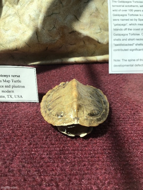 Smol turtle | made w/ Imgflip meme maker