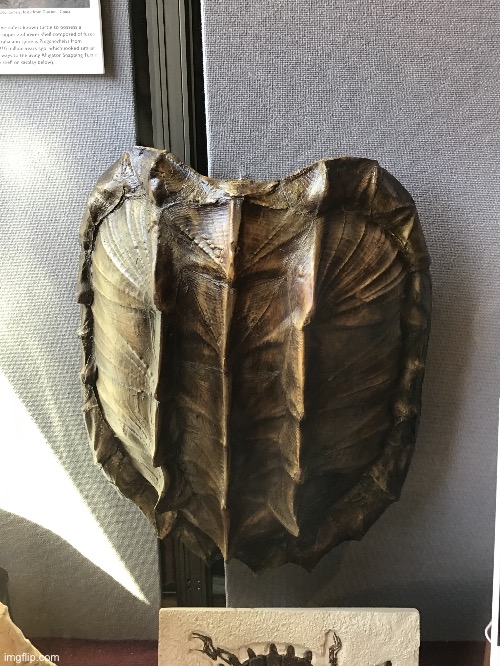 Big turtle | made w/ Imgflip meme maker