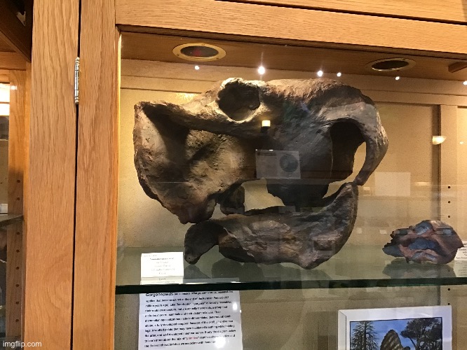 A whole skull | made w/ Imgflip meme maker