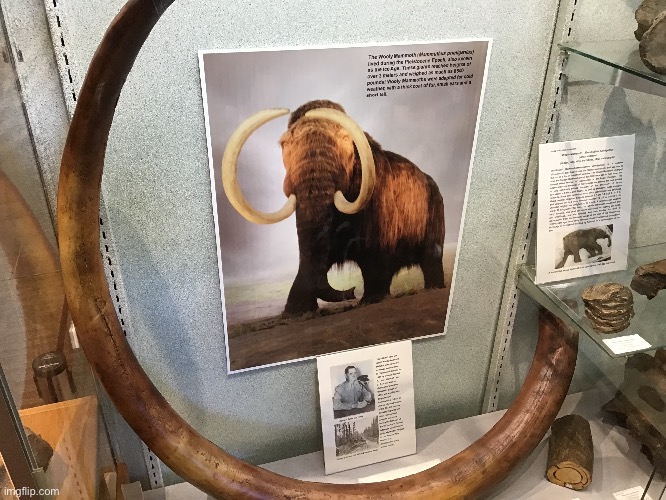 This wooly mammoth tusk is real - Imgflip