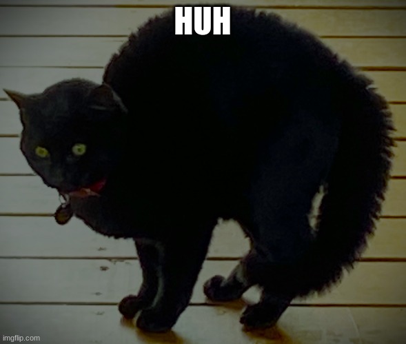 A Tramatized Cat | HUH | image tagged in a tramatized cat | made w/ Imgflip meme maker