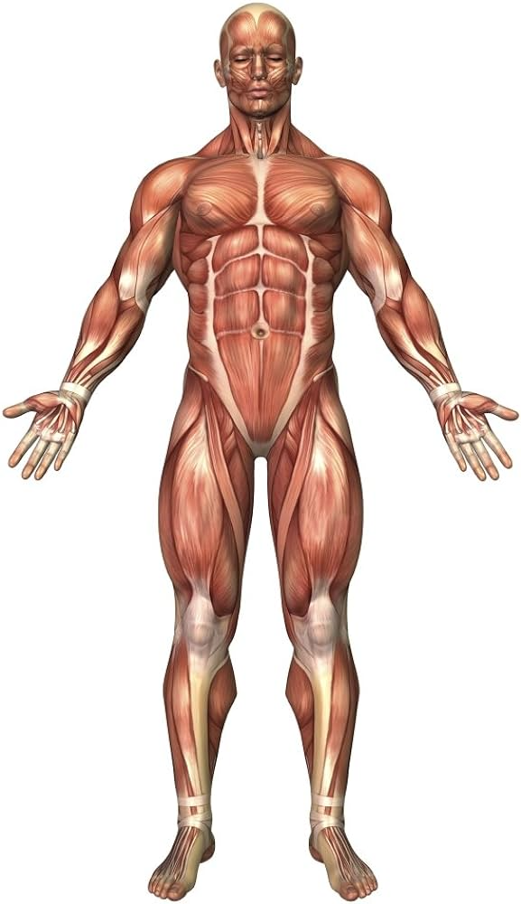 High Quality Muscular System Blank Meme Template