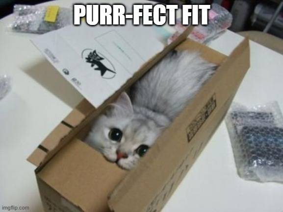 memes by Brad cats box fits perfect - humor | PURR-FECT FIT | image tagged in fun,funny,cats,cute kittens,funny cat memes,humor | made w/ Imgflip meme maker