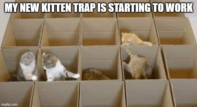 memes by Brad my new kitten trap - cats | MY NEW KITTEN TRAP IS STARTING TO WORK | image tagged in cats,funny,kittens,cute kittens,funny cat memes,humor | made w/ Imgflip meme maker