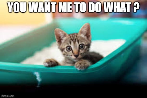 memes by Brad kitten in litter box - humor | YOU WANT ME TO DO WHAT ? | image tagged in cats,funny,kittens,funny cat memes,cute kittens,humor | made w/ Imgflip meme maker