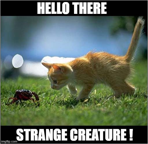 What Is That ? | HELLO THERE; STRANGE CREATURE ! | image tagged in cats,crab | made w/ Imgflip meme maker