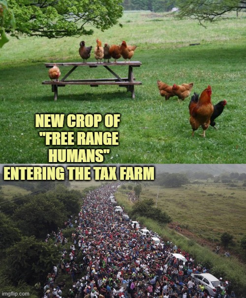 USA Free Range Humans On The TAX FARM (*nod to Bobby Darin song) | NEW CROP OF 
"FREE RANGE
HUMANS"
ENTERING THE TAX FARM | image tagged in free range chickens,biden border crisis,taxes,spending,farming,military industrial complex | made w/ Imgflip meme maker