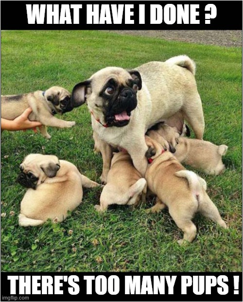 Parental Regrets | WHAT HAVE I DONE ? THERE'S TOO MANY PUPS ! | image tagged in dogs,pugs,too many,pups | made w/ Imgflip meme maker