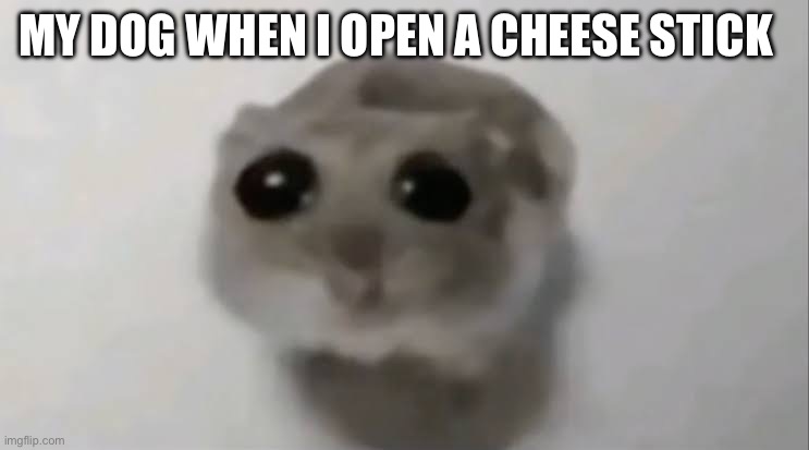 He  makes a face and looks like I never feed him | MY DOG WHEN I OPEN A CHEESE STICK | image tagged in sad hamster,dog,cheese | made w/ Imgflip meme maker