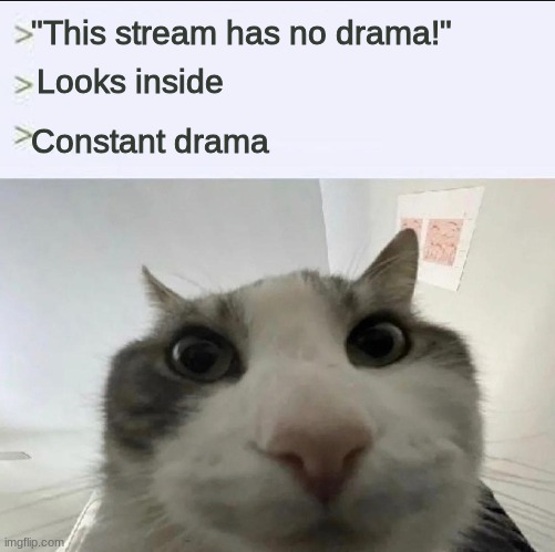 Every other image is just about drama | "This stream has no drama!"; Looks inside; Constant drama | image tagged in cat looks inside | made w/ Imgflip meme maker