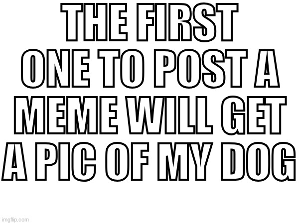 THE FIRST ONE TO POST A MEME WILL GET A PIC OF MY DOG | made w/ Imgflip meme maker