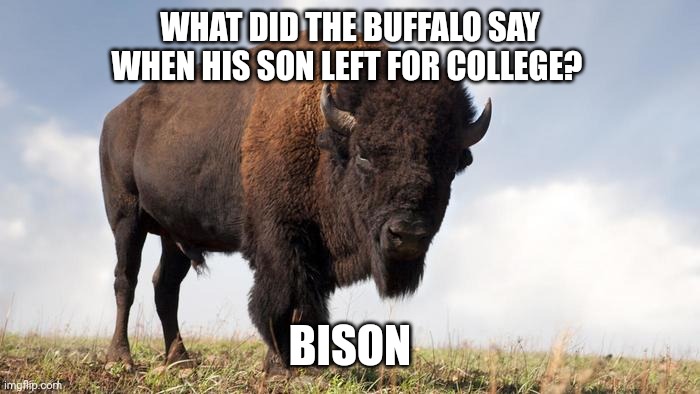Buffalo | WHAT DID THE BUFFALO SAY WHEN HIS SON LEFT FOR COLLEGE? BISON | image tagged in buffalo,bison | made w/ Imgflip meme maker