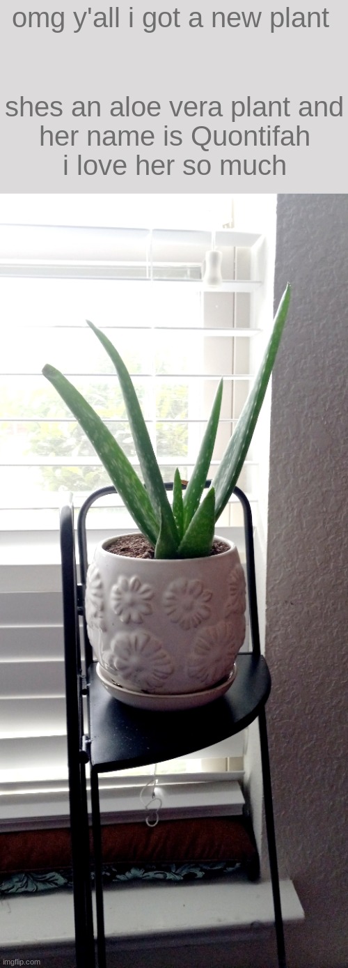 we love Quontifah <3 | omg y'all i got a new plant 
 
 
shes an aloe vera plant and her name is Quontifah
i love her so much | made w/ Imgflip meme maker