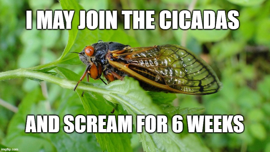 cicadas scream | I MAY JOIN THE CICADAS; AND SCREAM FOR 6 WEEKS | image tagged in cicadas scream | made w/ Imgflip meme maker