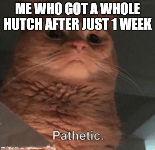 Pathetic Cat | ME WHO GOT A WHOLE HUTCH AFTER JUST 1 WEEK | image tagged in pathetic cat | made w/ Imgflip meme maker