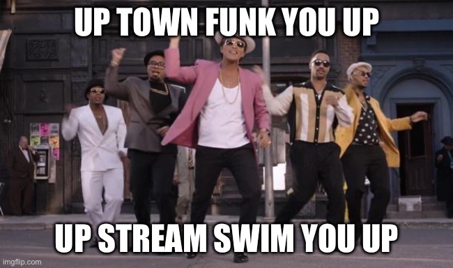 Uptown Funk | UP TOWN FUNK YOU UP UP STREAM SWIM YOU UP | image tagged in uptown funk | made w/ Imgflip meme maker