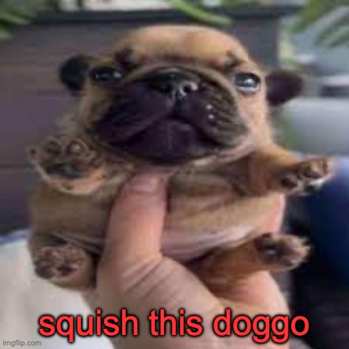 dog temp | squish this doggo | image tagged in dog temp | made w/ Imgflip meme maker