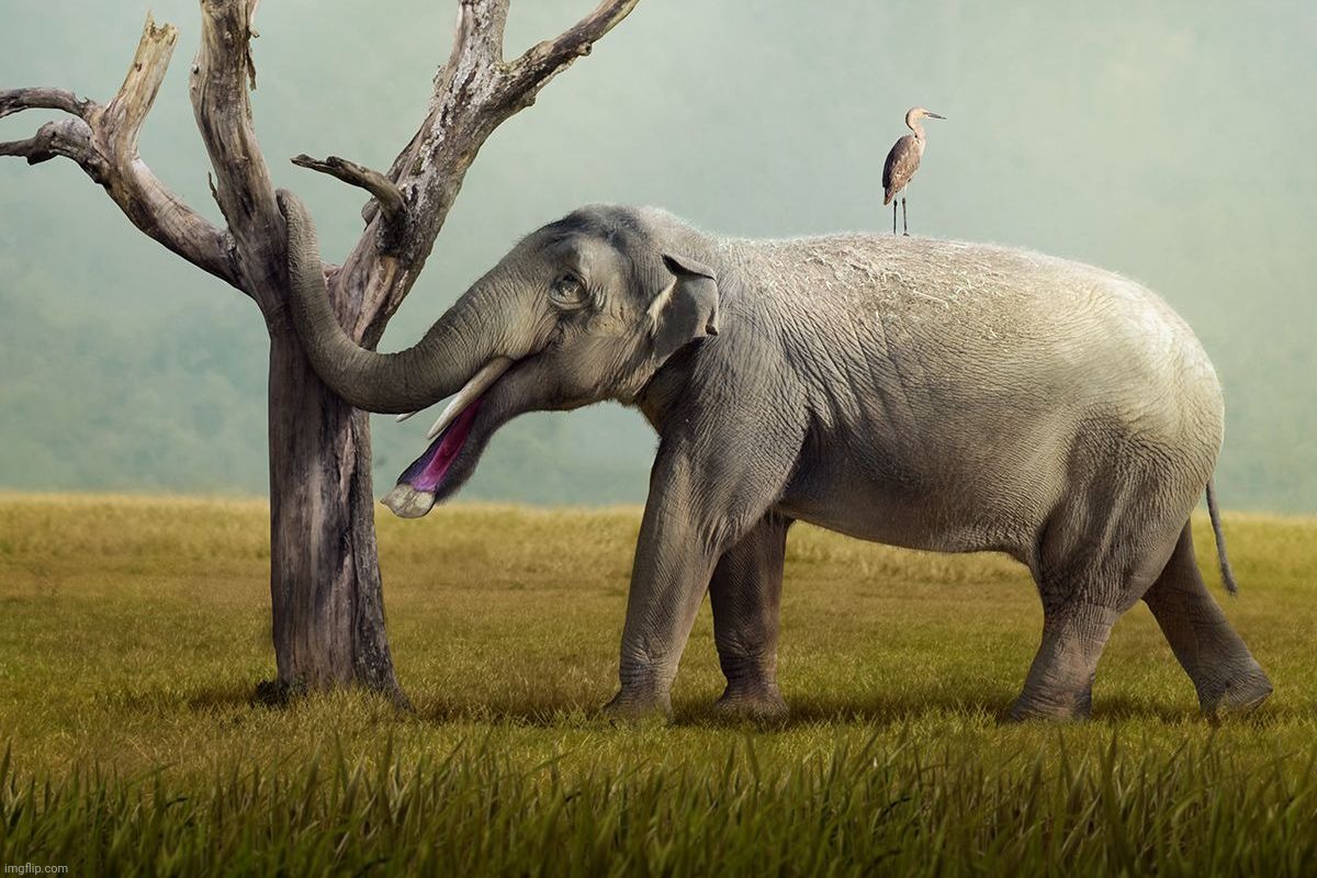 Platybelodon, thought of as swamped dwelling shovel tusker, might have instead used its lower tusks as a scythe for woodier food | image tagged in platybelodon,shovel tusker | made w/ Imgflip meme maker