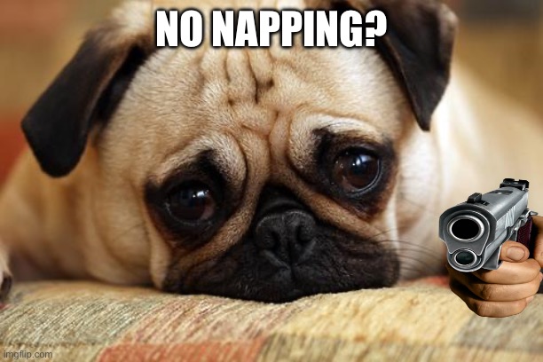 Ok cleo, bedtime! | NO NAPPING? | image tagged in sad pug,memes | made w/ Imgflip meme maker