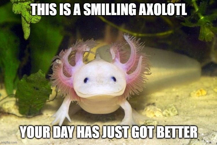 for people with rough days | THIS IS A SMILLING AXOLOTL; YOUR DAY HAS JUST GOT BETTER | image tagged in axolotl | made w/ Imgflip meme maker