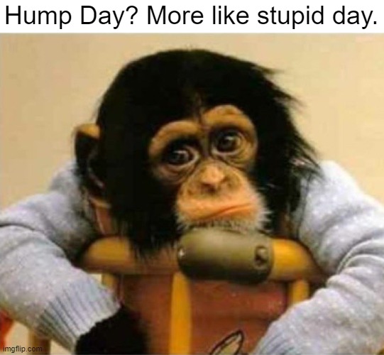 Sad Monke | Hump Day? More like stupid day. | image tagged in funny | made w/ Imgflip meme maker