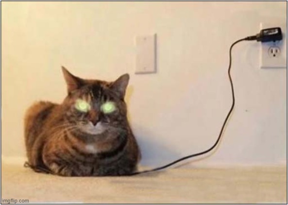 Cat Now 100% Charged ! | image tagged in cats,charger | made w/ Imgflip meme maker