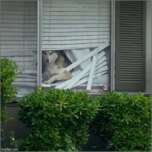 Nothing Should Interfere With The View ! | image tagged in dogs,window,blinds,destruction | made w/ Imgflip meme maker