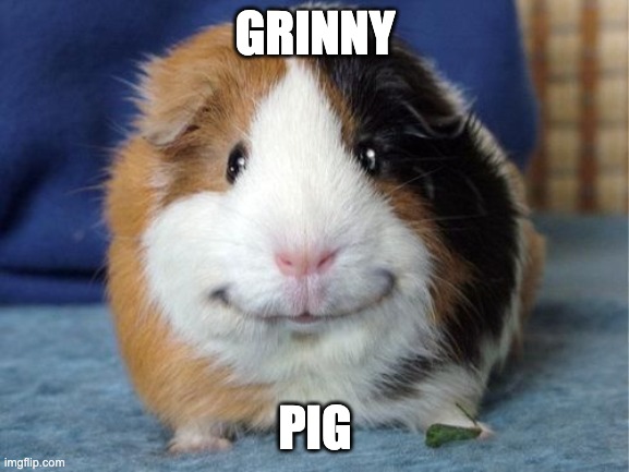 Grinny pig | GRINNY; PIG | image tagged in grinny pig | made w/ Imgflip meme maker